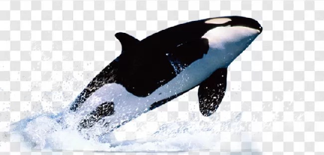 Killer, Animal, Sea, Ocean, Whale, Water, Mammal, Killer Whale, Marine, Wildlife