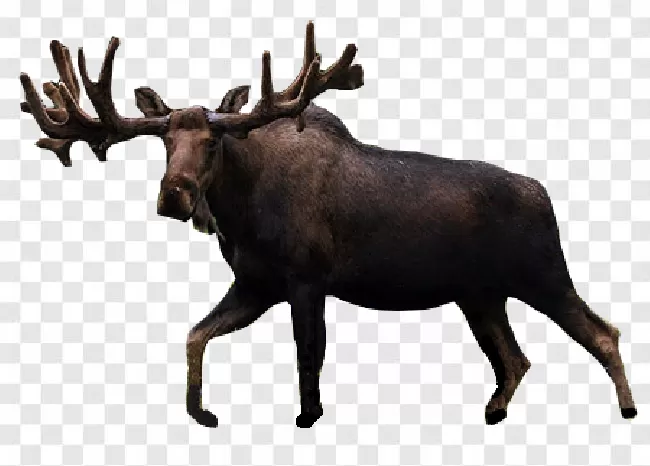 Animal, Wildlife, Vector, Outdoor, Wild, Mammal, Antler, Forest, Moose, Nature