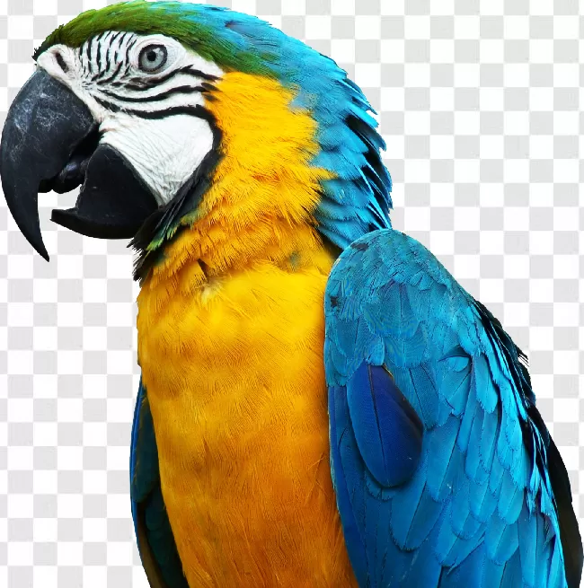 Parrot Png Pics Transparent Background Free Download - PNGImages