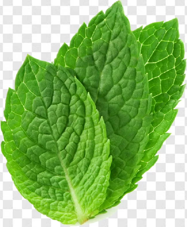 Peppermint, Mint, Food, Leaf, Plant, Spice, Ingredient, Nature, Green, Herb