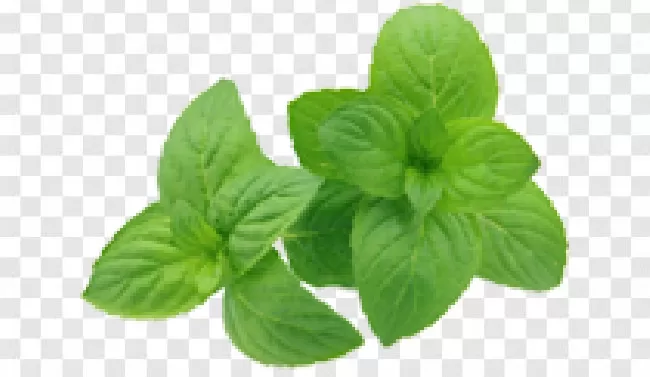 Mint, Ingredient, Food, Herb, Spice, Plant, Nature, Leaf, Peppermint, Green