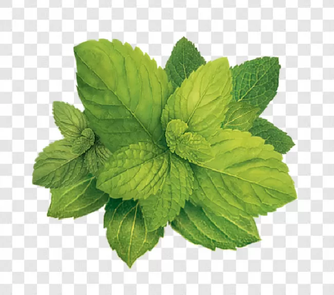 Herb, Ingredient, Mint, Plant, Food, Peppermint, Nature, Green, Leaf, Spice