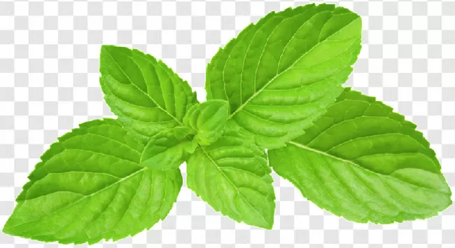 Ingredient, Peppermint, Herb, Mint, Plant, Food, Leaf, Spice, Green, Nature