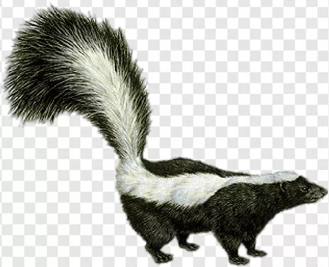 Black, White, Cute, Wildlife, Fur, Mammal, Nature, Wild, Animal, Skunk