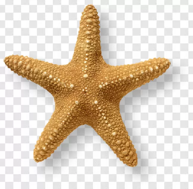 Animal, Sea, Tropical, Starfish, Nature, Beach, Ocean, Seashell, Star, Summer