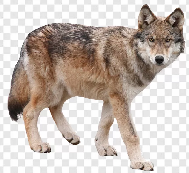 Gray Wolf PNG Transparent Images Free Download