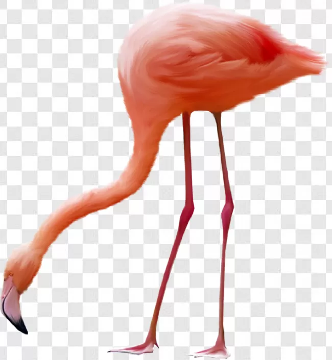 Nature, Beak, Flamingo, Feather, Pink, White, Exotic, Animal, Zoo, Bird, Isolated