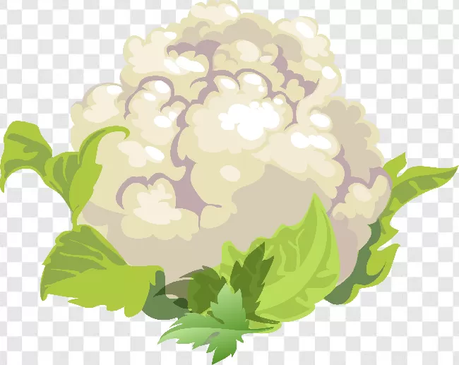 Cabbage, Ingredient, Vegetable, Green, Nature, Fresh, Organic, White, Food, Cauliflower