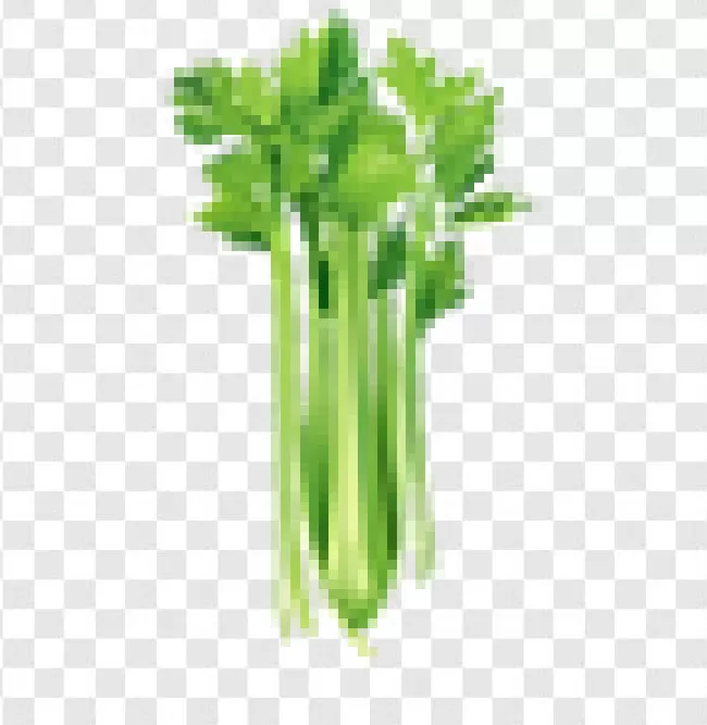 Vegetable, Leaf, Organic, Vegetarian, Ingredient, Fresh, Healthy, Food, Celery, Green