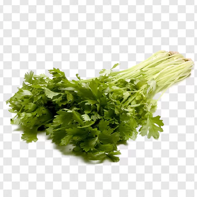 Healthy, Organic, Ingredient, Celery, Vegetable, Food, Green, Leaf, Vegetarian, Fresh